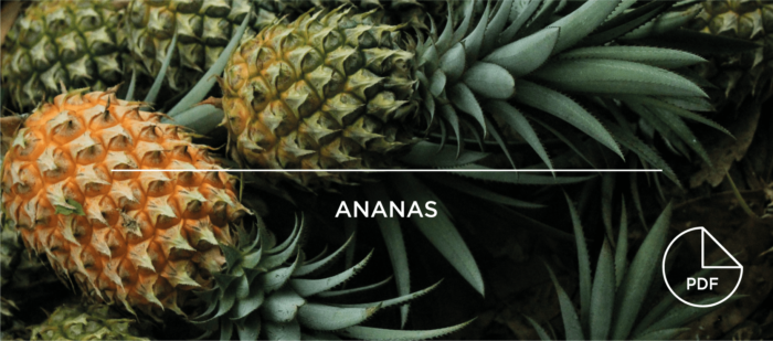 Taamay Trading Portrait Ananas