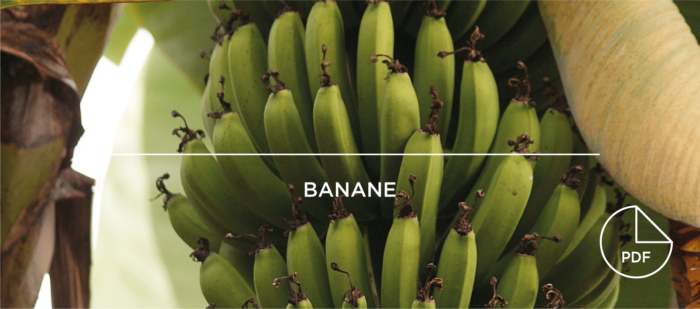 Taamay Trading Portrait Banane