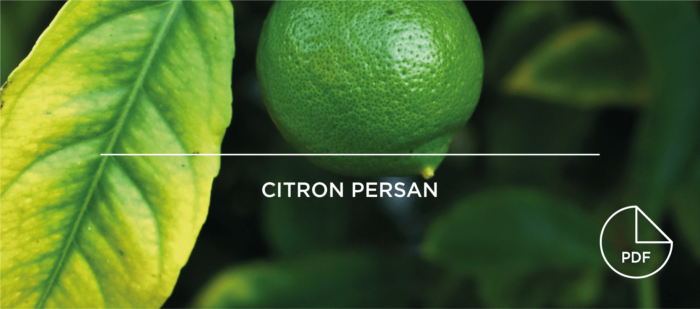 Taamay Trading Portrait Citron Persan